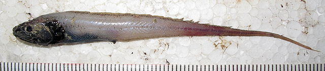 Porogadus catena