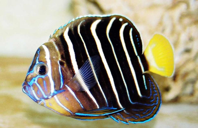 Pomacanthus chrysurus