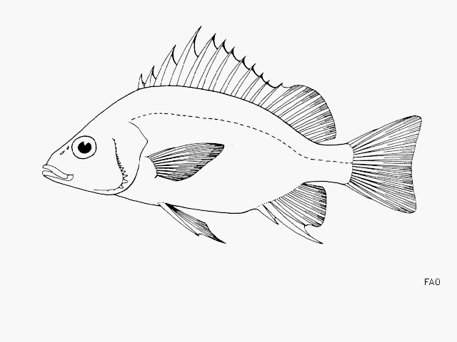 Pomadasys empherus