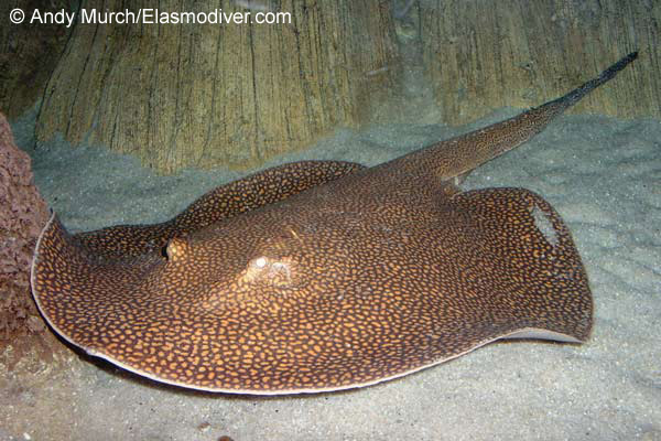 Potamotrygon falkneri