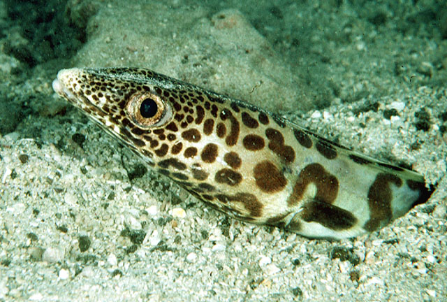 Ariosoma fasciatum