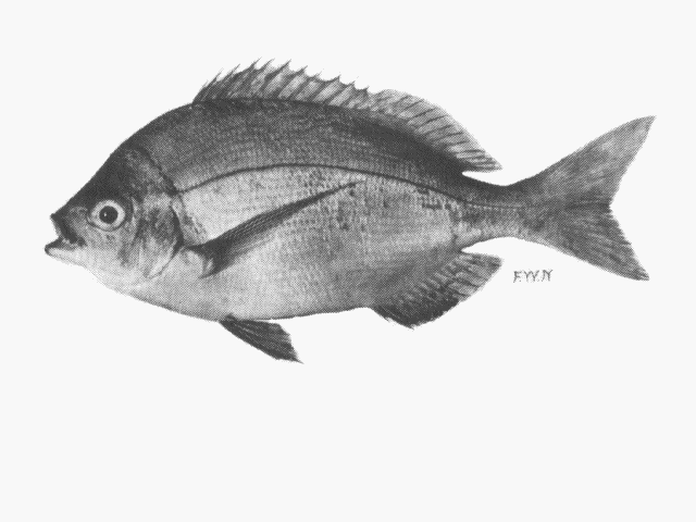 Polyamblyodon gibbosum