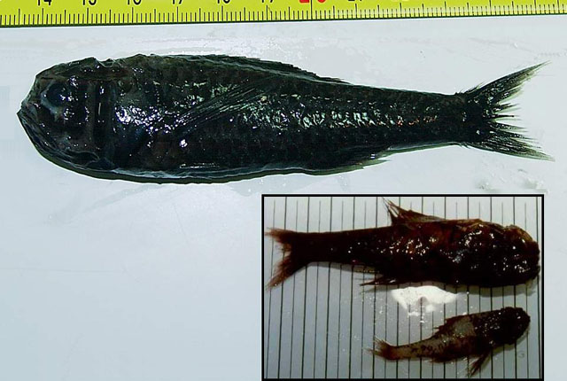Poromitra megalops