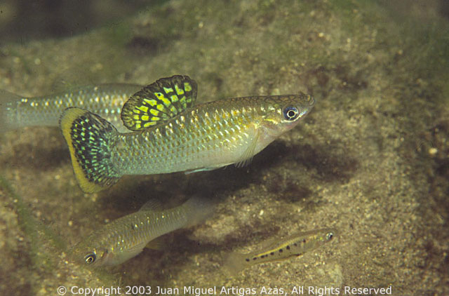 Poecilia mexicana