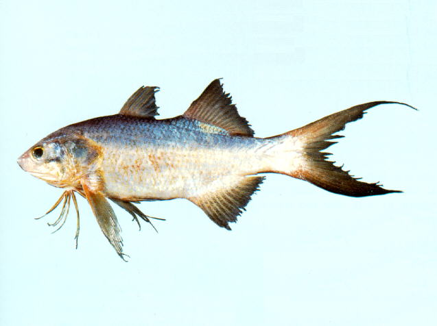 Polydactylus nigripinnis
