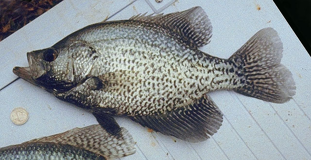 Pomoxis nigromaculatus