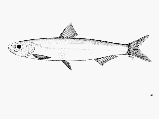 Potamothrissa obtusirostris