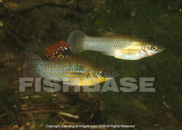Poecilia orri