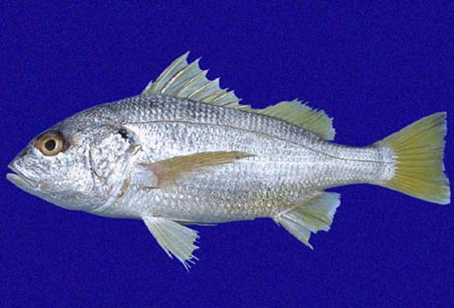 Rhencus panamensis