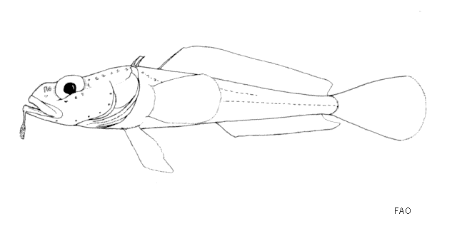 Pogonophryne permitini