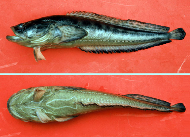 Porichthys porosissimus