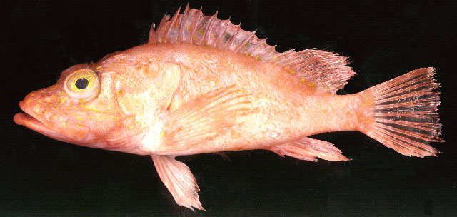 Pontinus rhodochrous