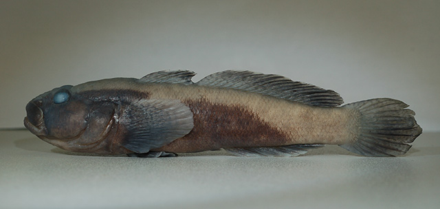 Ponticola rizensis