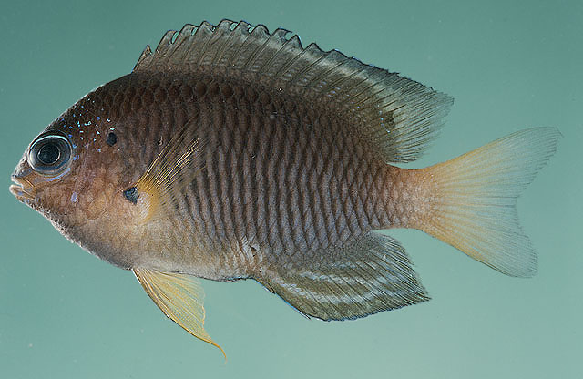 Pomacentrus bipunctatus
