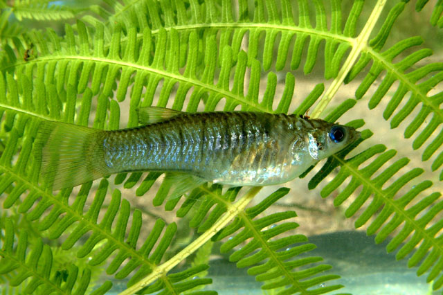 Poeciliopsis turrubarensis