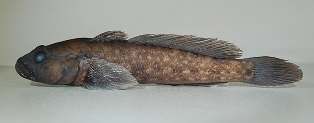 Ponticola turani