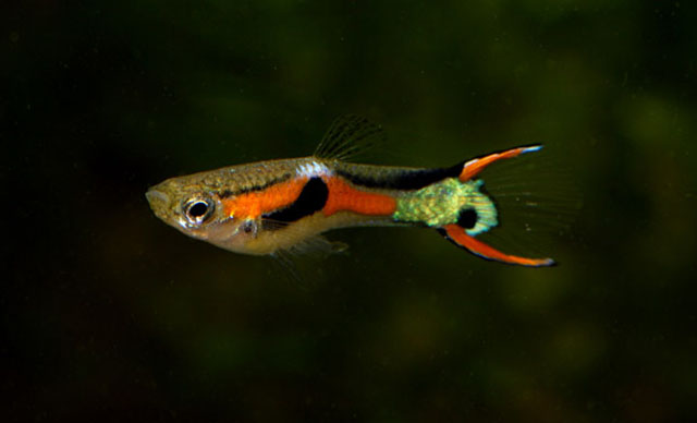 Poecilia wingei