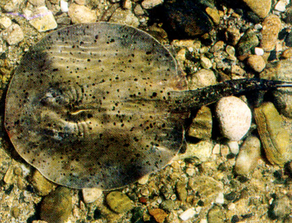 Potamotrygon yepezi