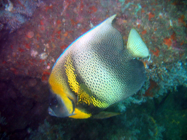 Pomacanthus zonipectus