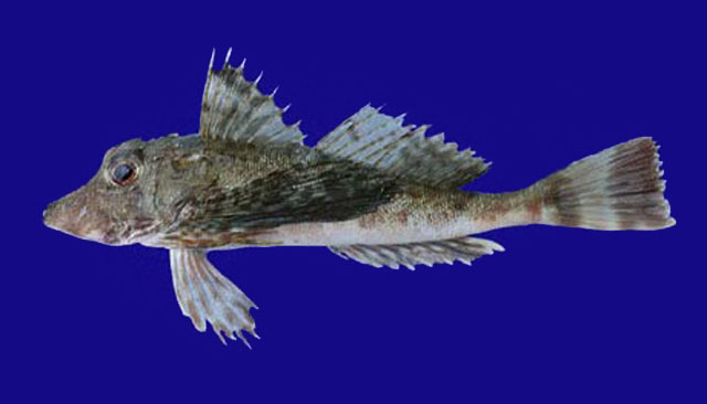 Prionotus albirostris
