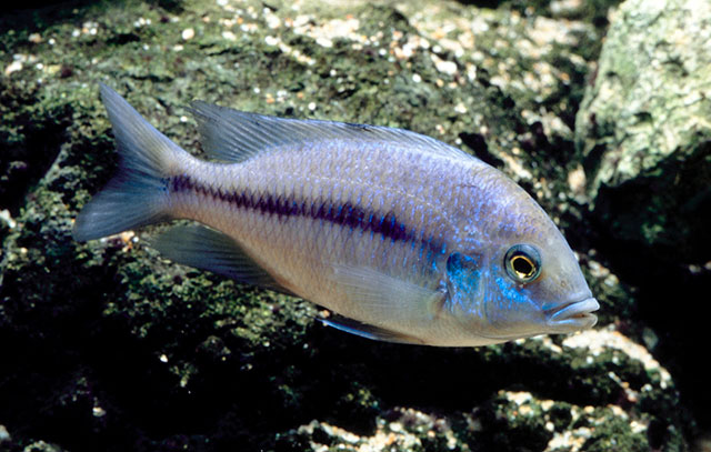 Protomelas annectens