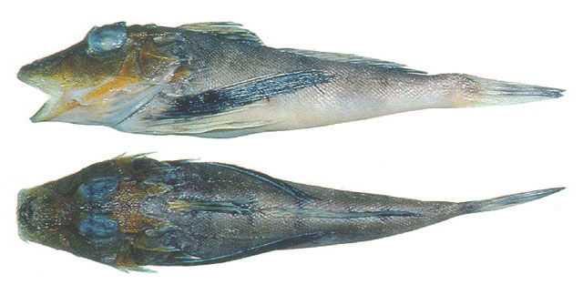 Prionotus beanii