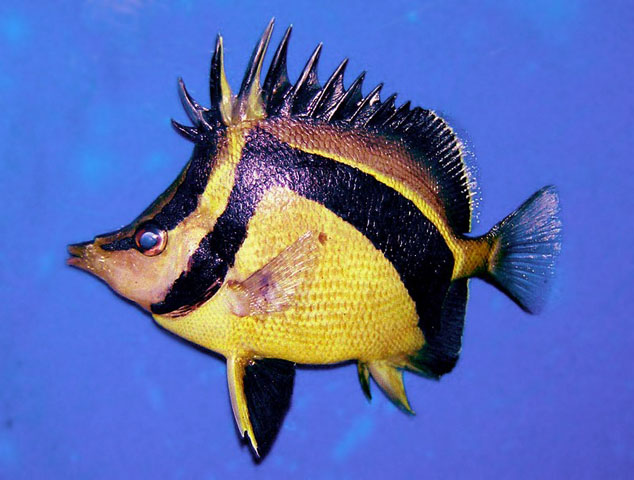 Prognathodes carlhubbsi