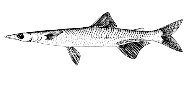Protosalanx chinensis