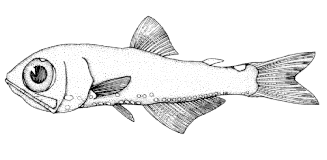 Protomyctophum crockeri