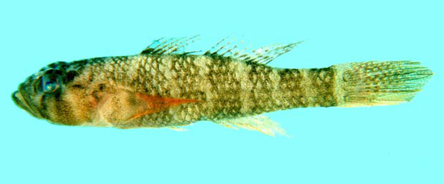 Priolepis fallacincta