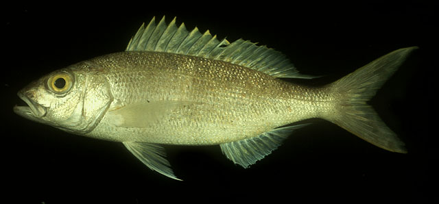 Pristipomoides flavipinnis
