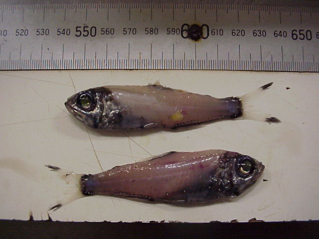 Protomyctophum gemmatum