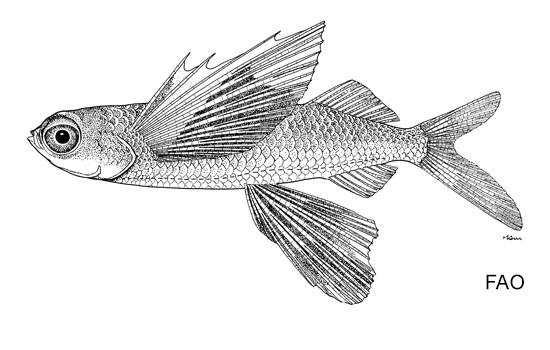 Prognichthys glaphyrae