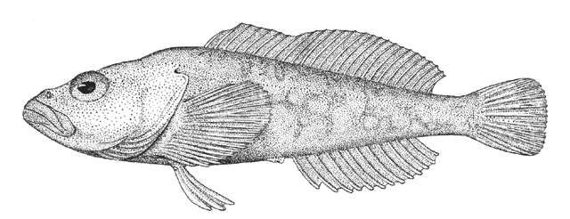 Procottus gotoi