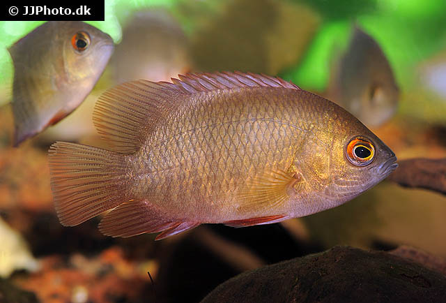 Pristolepis grootii
