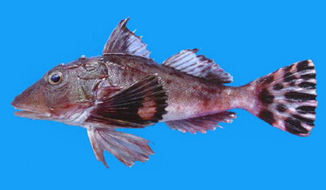 Prionotus horrens