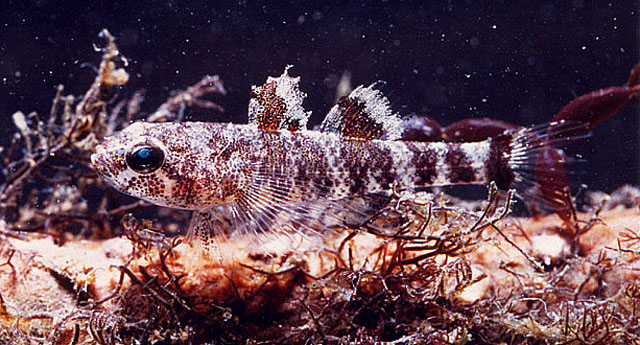 Butis koilomatodon