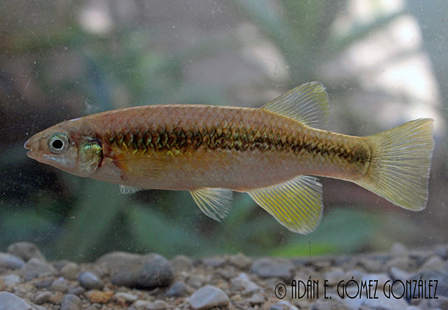 Tlaloc labialis