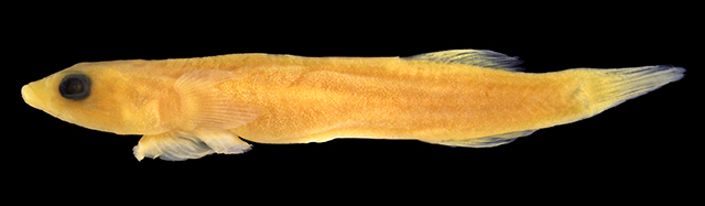 Propherallodus longipterus