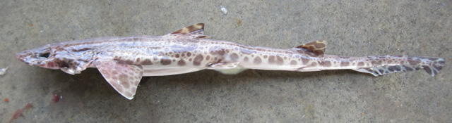 Proscyllium magnificum