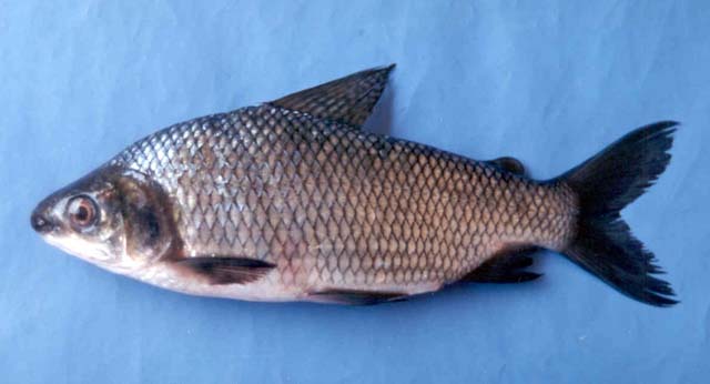 Prochilodus magdalenae