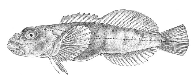Procottus major
