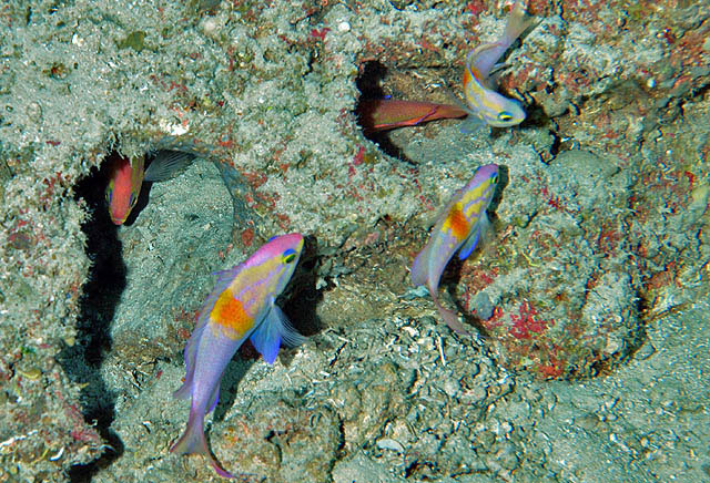 Pronotogrammus martinicensis