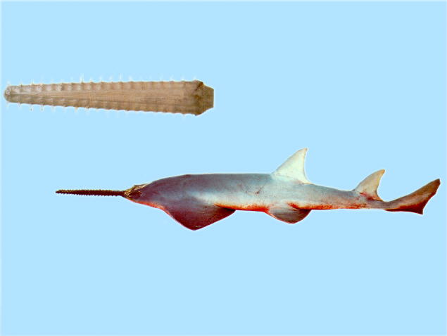 Pristis microdon
