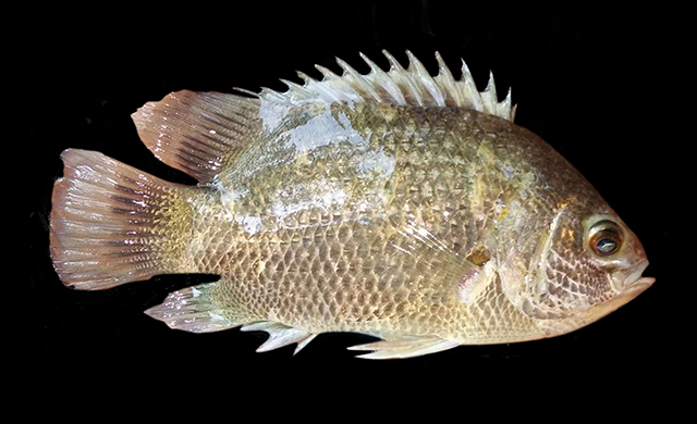 Pristolepis pauciradiata