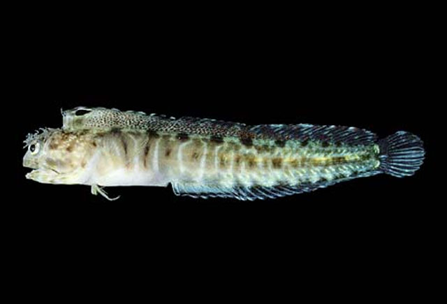 Protemblemaria perla