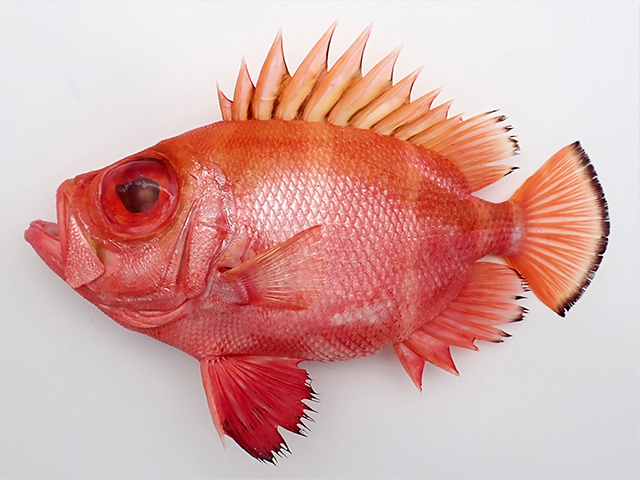 Pristigenys refulgens