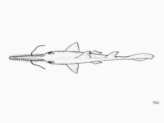 Pristiophorus schroederi