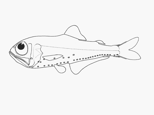 Protomyctophum subparallelum