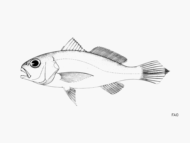Protosciaena trewavasae